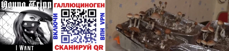 Псилоцибиновые грибы MAGIC MUSHROOMS  mega ссылка  Карабаш 